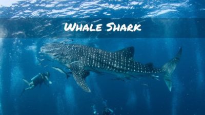 Whale Shark Whale Shark