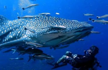 Abel Abel whale shark