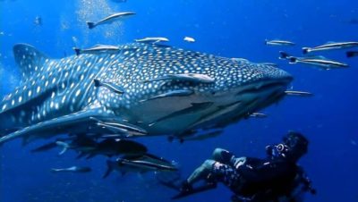 Abel Abel whale shark