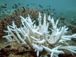 Conservación de los corales: bleaching