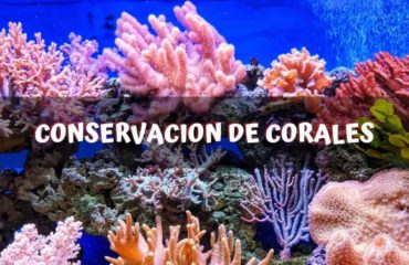 conservacion de corales conservacion de corales