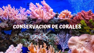 conservacion de corales conservacion de corales