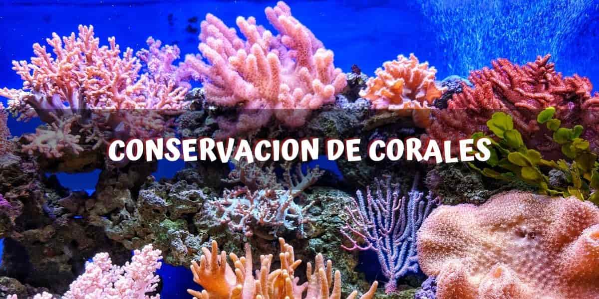conservacion de corales conservacion de corales