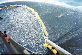 pesca masiva