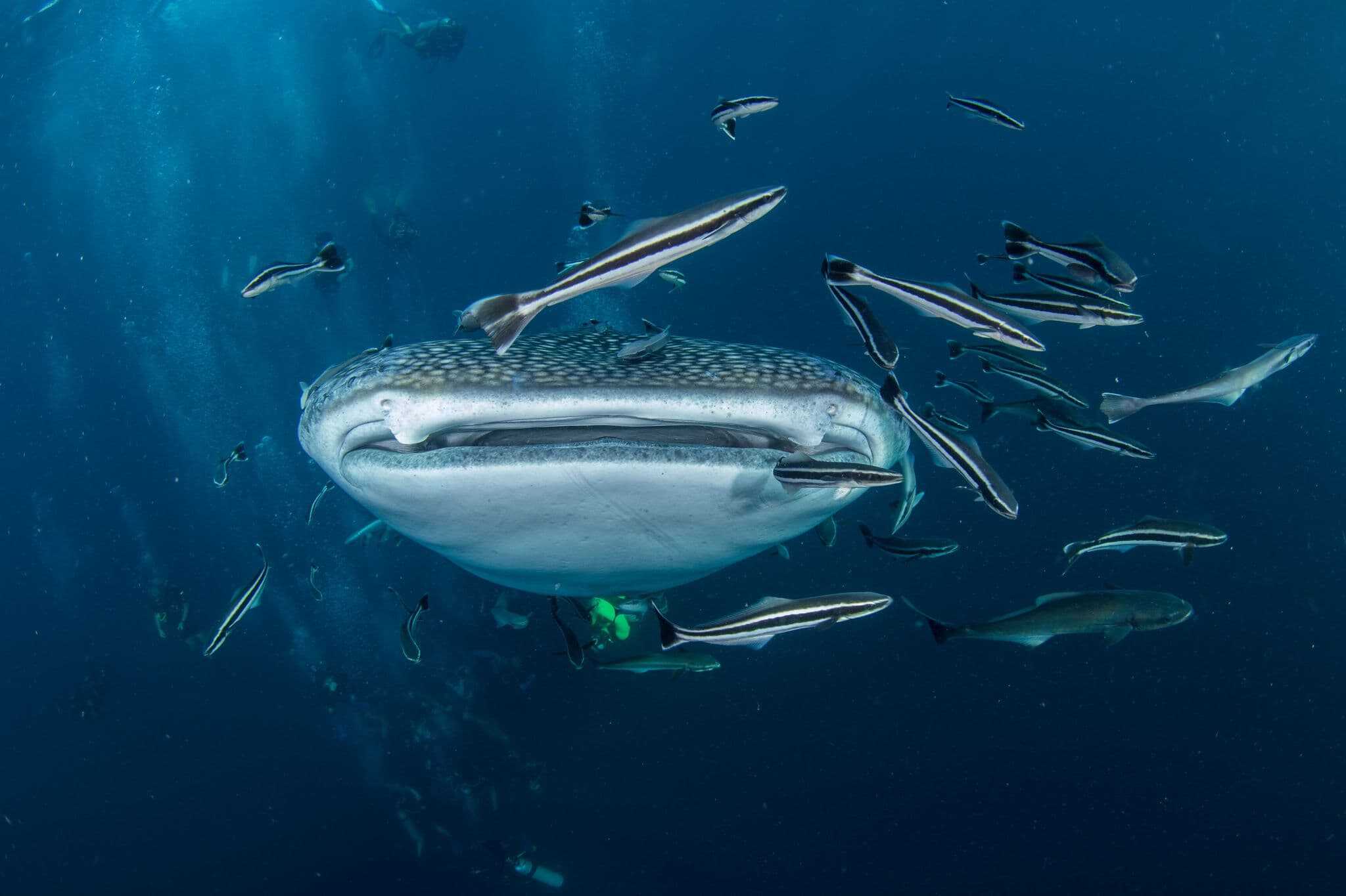 whale shark koh tao