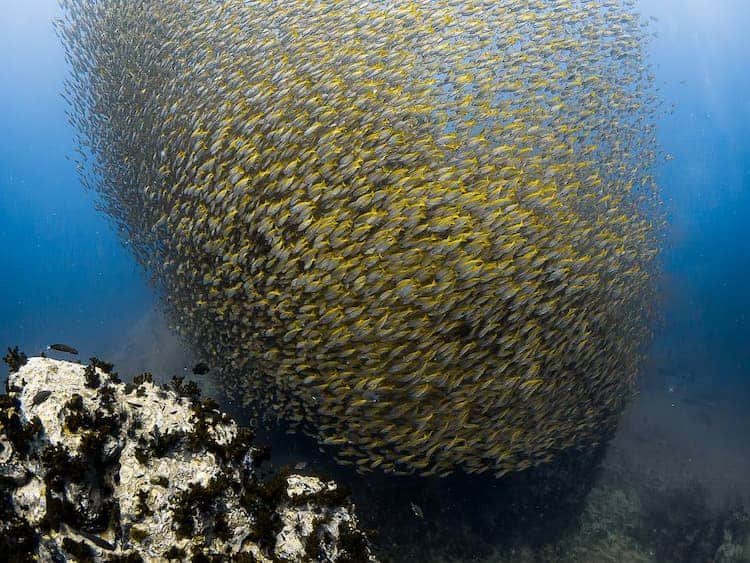 Buceo Tailandia