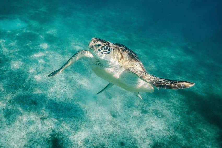 tortuga tailandia